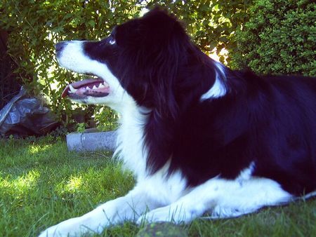 Border Collie Bonny 