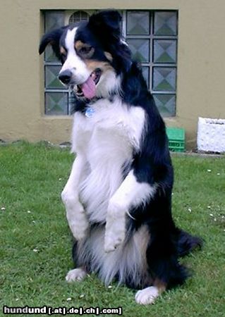 Border Collie Komische Figur