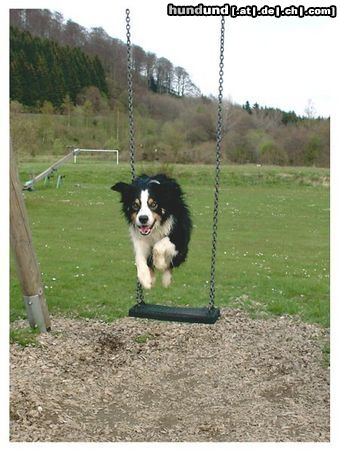 Border Collie Ab durch die Mitte