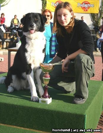 Border Collie akira beim MH-Wettbewerb im Tierheim