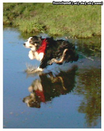 Border Collie Wasserläufer