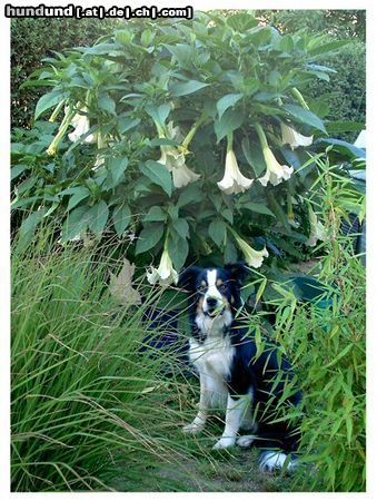 Border Collie Mein Prachtstück