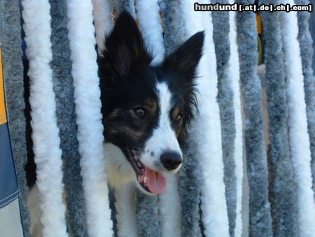 Border Collie Hallo, hier bin ich