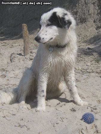 Border Collie  ARAN, 6 MON.  ALT.