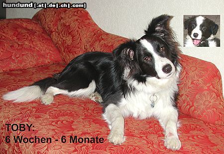 Border Collie Wie die Zeit vergeht!