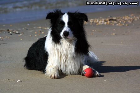 Border Collie Butch Cassedy