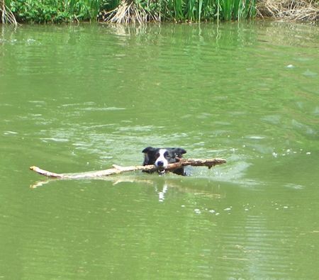 Border Collie Überbreite