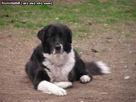 Border Collie Border Collie Mischling 