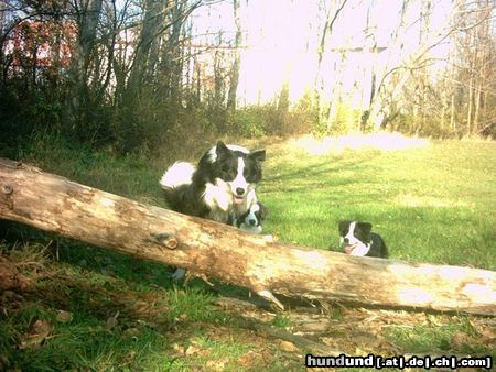 Border Collie Action!!!