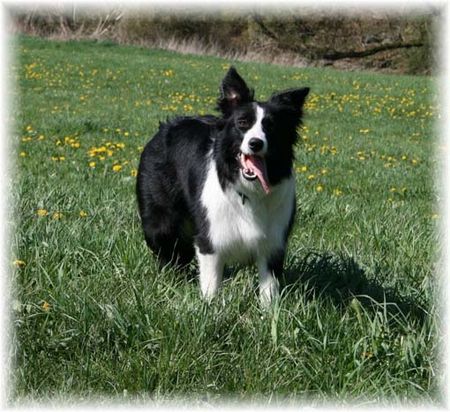 Border Collie Jinda 