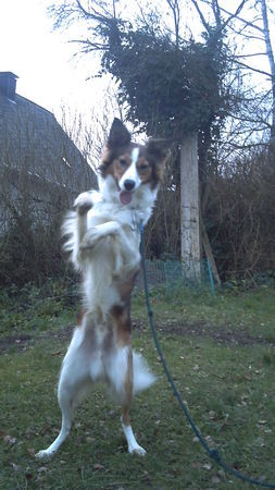 Border Collie Akimo macht mänchen