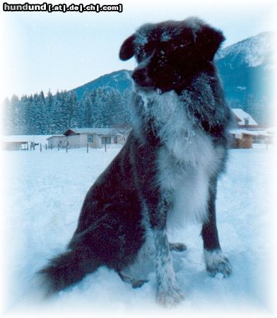 Border Collie Mein Winterurlaub in Kärnten