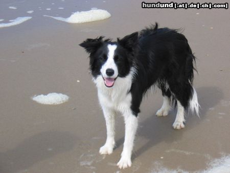 Border Collie Amy (11 Monate alt)