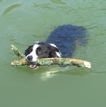 Border Collie Wasserratte Sancho