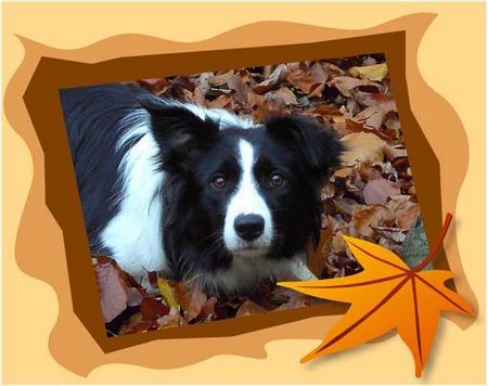 Border Collie Jinda 