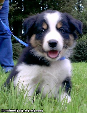 Border Collie Bin ich nicht ein Süßer?