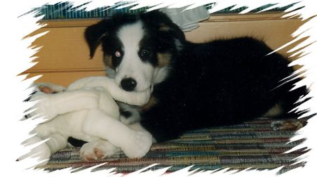 Border Collie BALU