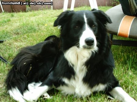 Border Collie Ich bin Ponti, 3 Jahre alt