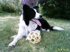 Border Collie Spielfieber