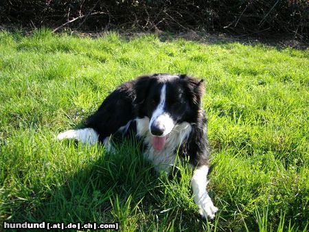 Border Collie Mach Pause