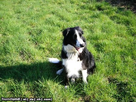 Border Collie Frühling