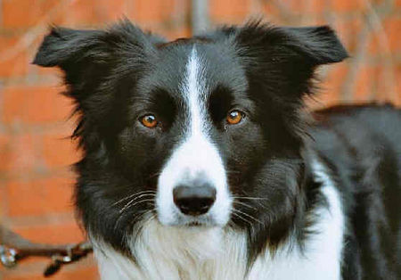 Border Collie hi wollt nur schöne bordergrüße senden