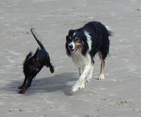 Border Collie Der Border und sein Freund (Cavalier King Charles Spaniel)