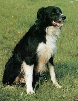 Border Collie