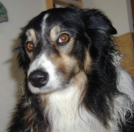 Border Collie Das ist Max unser Border-Collie - 7 Jahre