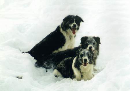 Border Collie Border im Schnee