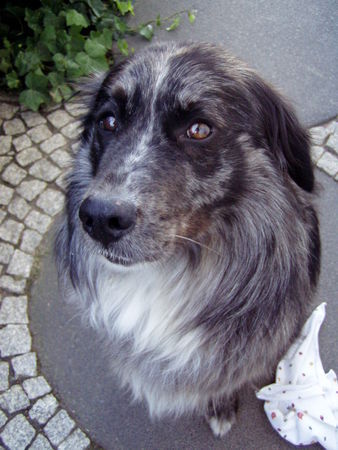 Border Collie Das ist mein Bruno.