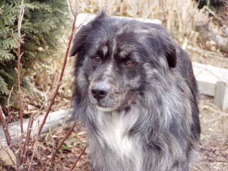 Border Collie Bruno im Garten