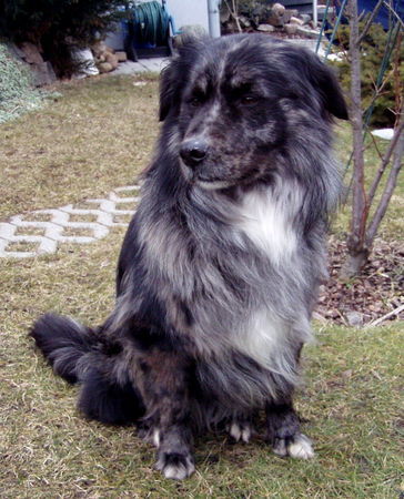 Border Collie Bruno im Garten