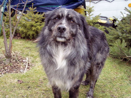 Border Collie Bruno im Garten