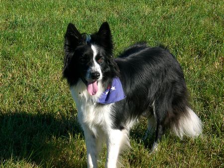 Border Collie