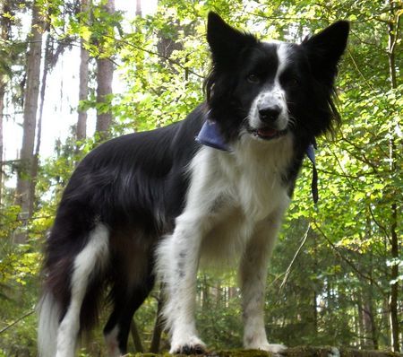 Border Collie