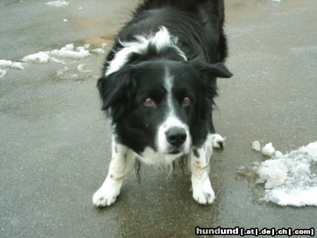 Border Collie Hemp vom Waldecker Land 14 Jahre