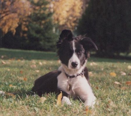 Border Collie Chiara vom Hause Taschner