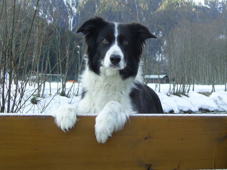 Border Collie Guckst Du