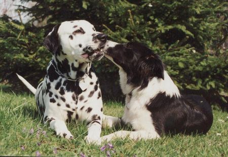 Border Collie Chiara vom Hause Taschner