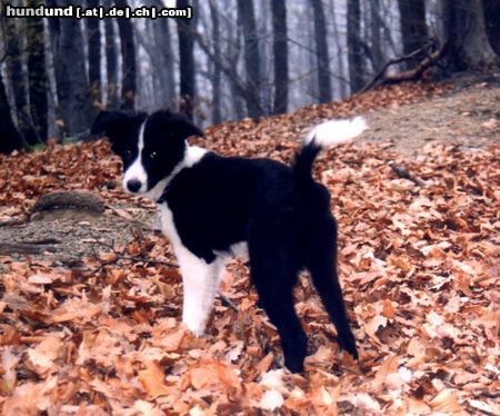 Border Collie CHIARA 5 Mon.