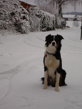 Border Collie