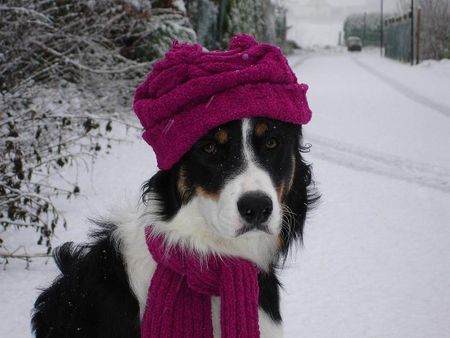 Border Collie