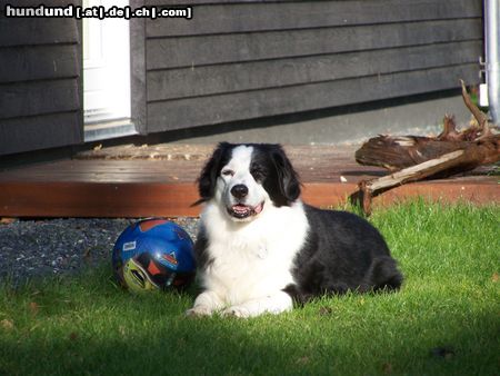 Border Collie MEIN BONZO, 13 JAHRE ALT