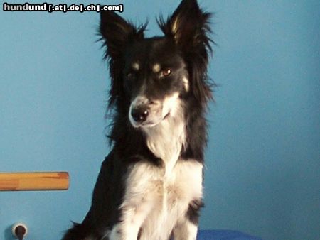 Border Collie Luna