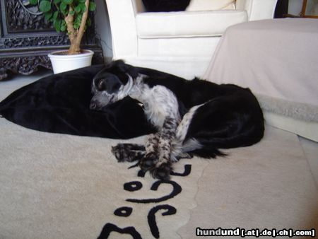 Border Collie Das Kuschelmonster