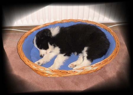 Border Collie Laika...8 Wochen alt