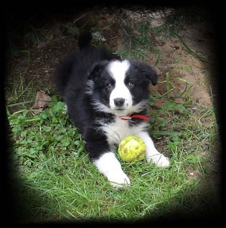 Border Collie Laika...8 Wochen alt