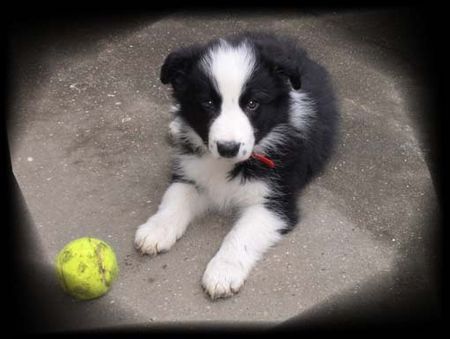 Border Collie Laika...8 Wochen alt