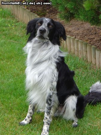 Border Collie Odin